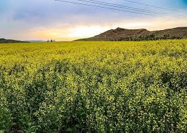 مطلوب بودن وضعیت سبزینه مزارع کلزا در خوزستان