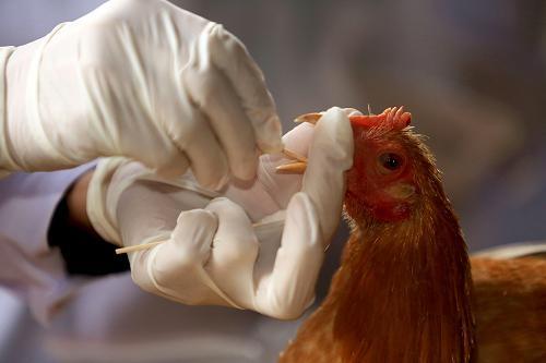 هشدار در خصوص خطر شیوع بیماری آنفلوانزای فوق حاد پرندگان