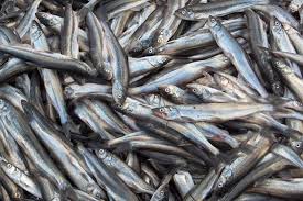 صید ماهی ریز جثه اما مقوی در گیلان افزایش یافت.