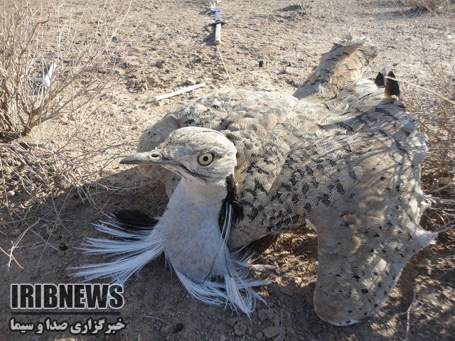 جمع آوری بیش از ۱۵۰۰ عدد تله زنده گیری هوبره