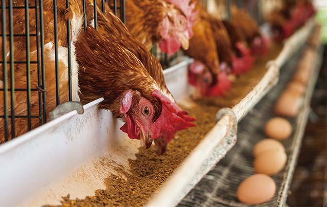 ورود اولین مرغ‌های پرورشی نژاد آرین به چرخه مصرف
