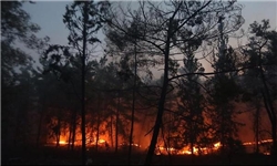 آتش سوزی در جنگل‌های نکا