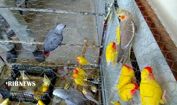 کشف پرندگان زینتی در دهگلان