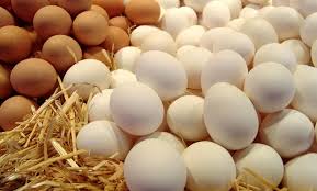 تولید تخم مرغ در رامهرمز