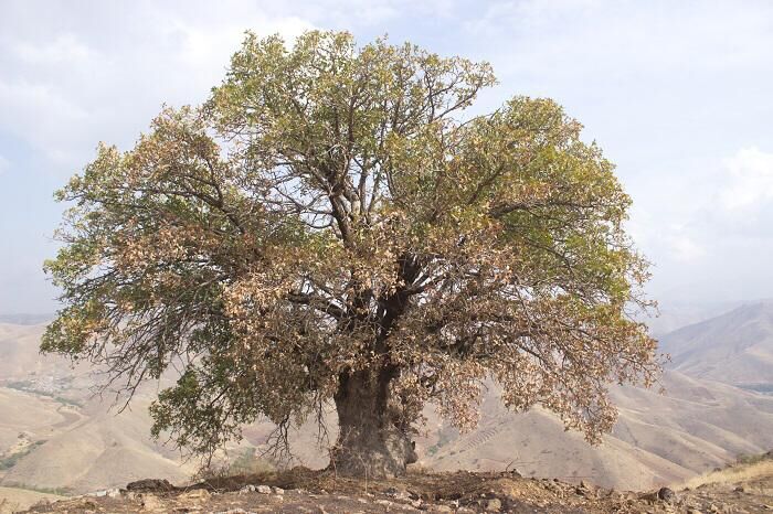 ابلاغ مراتب ثبت ملی ۸ اثر طبیعی به استاندار کردستان