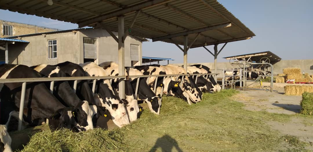تولید سالانه ۳۵ هزار تن شیر در شهرستان کازرون
