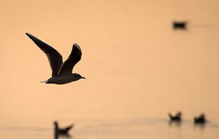 فرود پرندگان مهاجر در تالاب های آبدانان