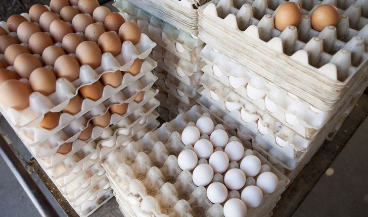 کشف ۴ تن تخم مرغ بدون مجوز بهداشتی در میامی 