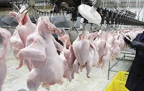 تولید روزانه ۷۰ تن مرغ در  استان