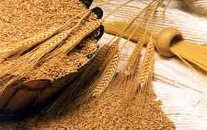 خرید بیش از ۳۸ هزار تن گندم مازاد بر نیاز کشاورزان برای تولید ماکارونی