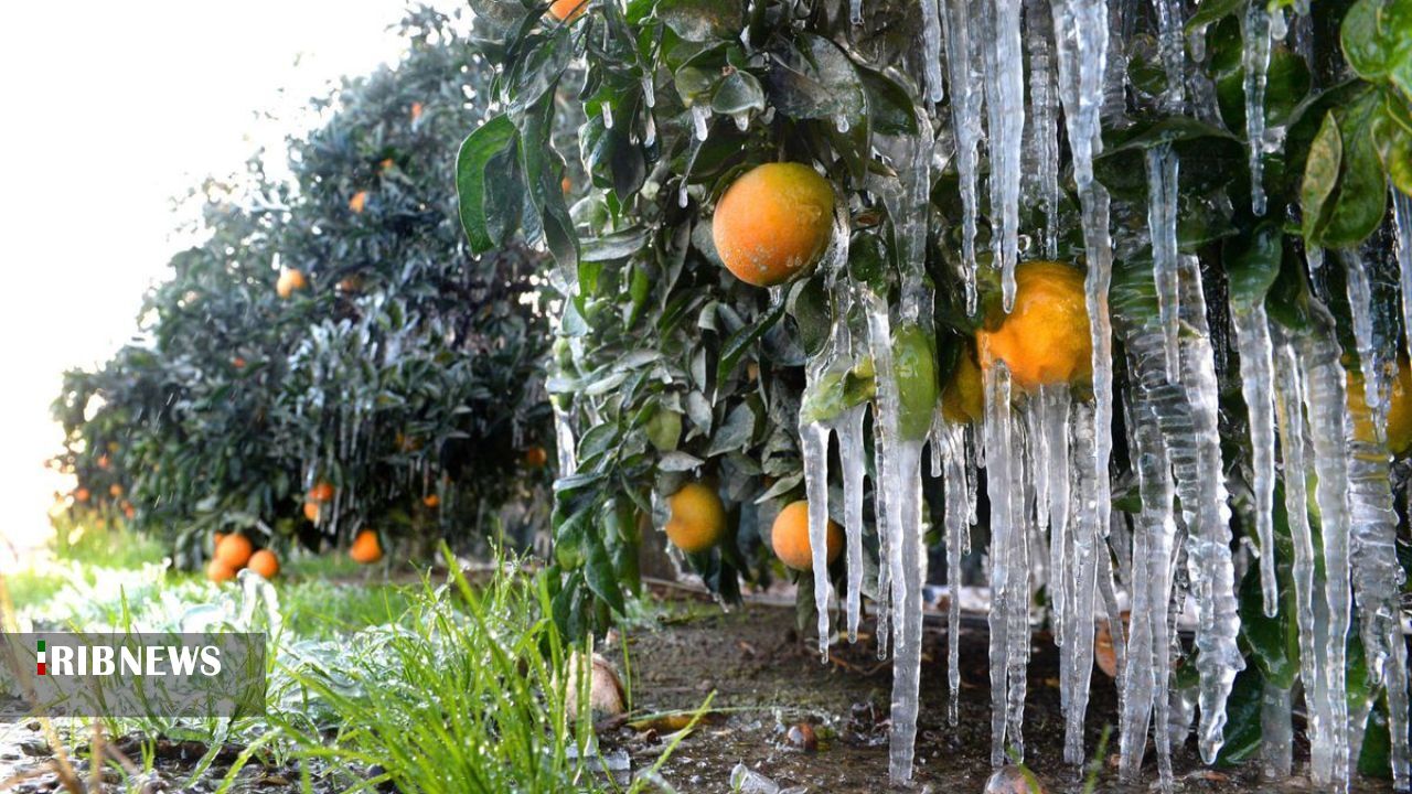 دستورالعمل جهادکشاورزی گلستان برای کاهش خسارت سرمازدگی باغات