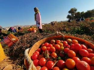 گوجه‌های گیلاسی لارستان در بازار تهران