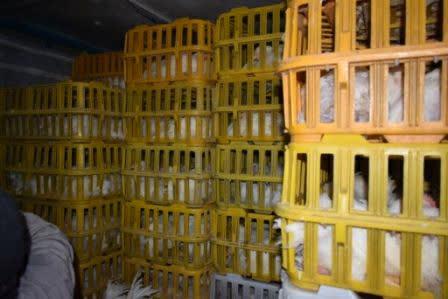 قاچاق ناکام مرغ زنده وچوب در شرق کرمان