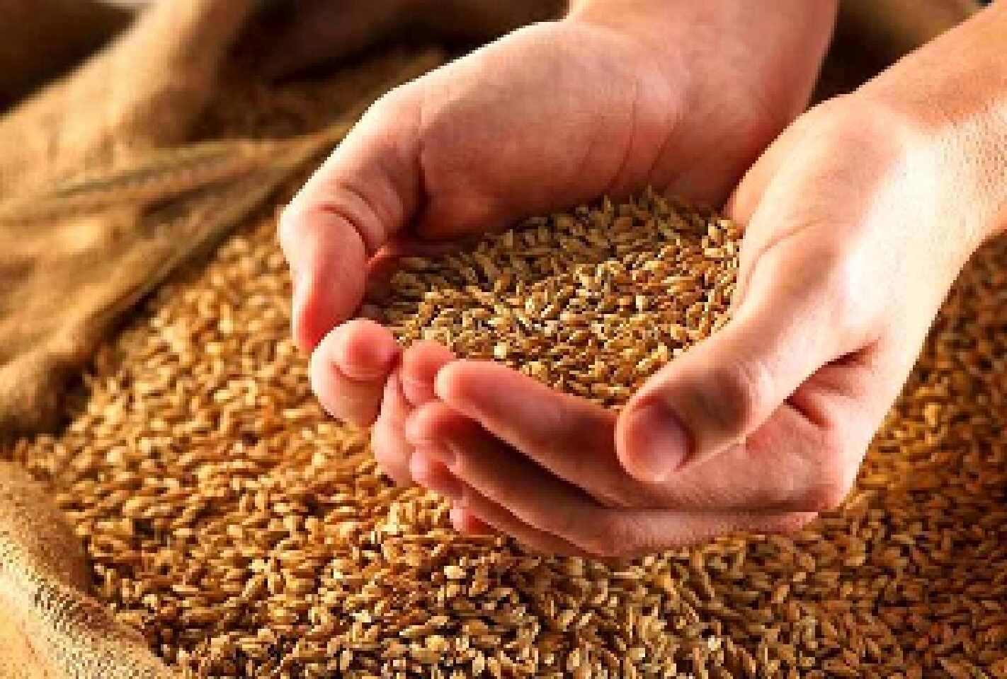 توزیع بیش از 1000 تن بذر غلات گواهی شده در بین کشاورزان تایباد