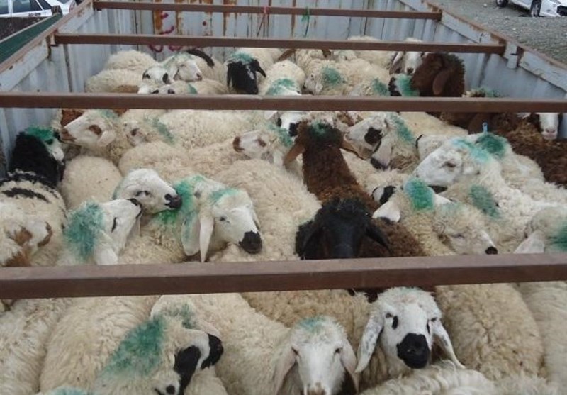 توقیف  ۴۶ راس گوسفند قاچاق در سریشه