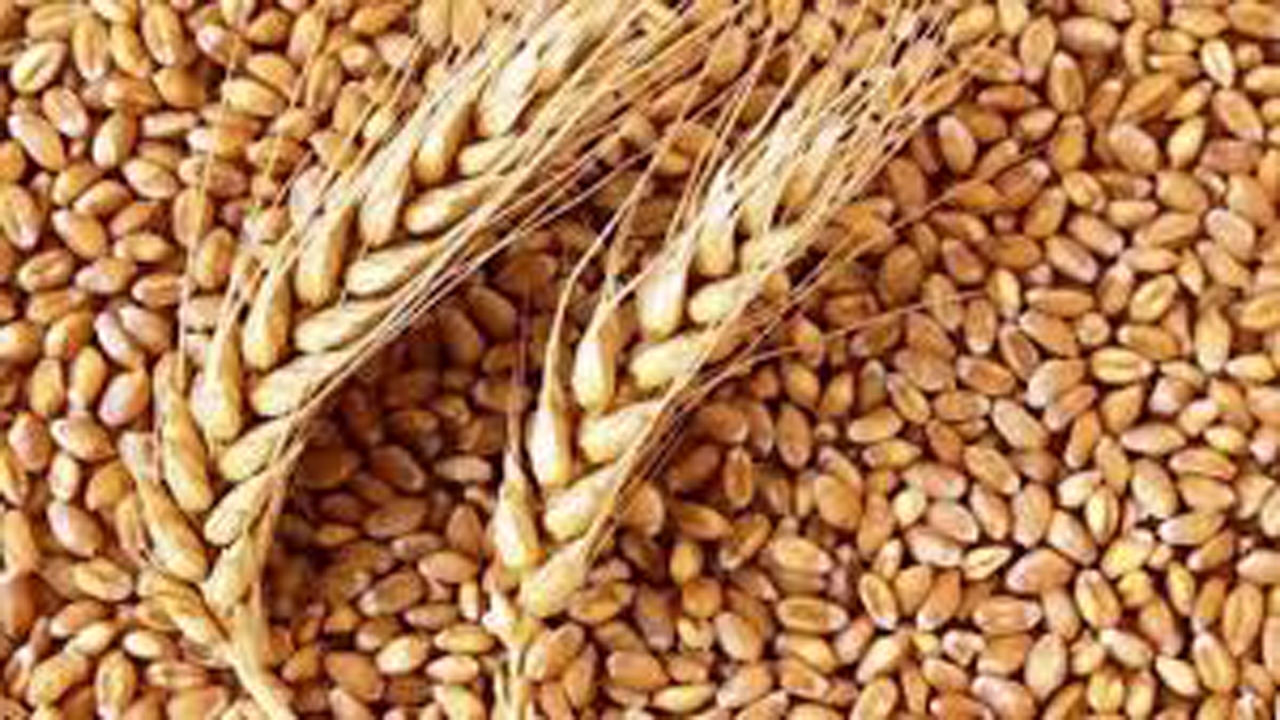 کشت ارقام بذری گندم در فیروزآباد