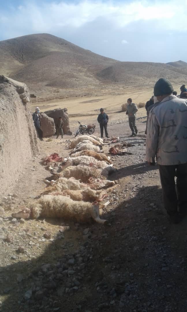 تلف، زخمی و ناپدید شدن ۴۱ رأس گوسفند در حمله گرگ‌ها به گله گوسفندان