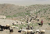 پوشش ۱۵ درصدی بیمه دام عشایرآذربایجان غربی