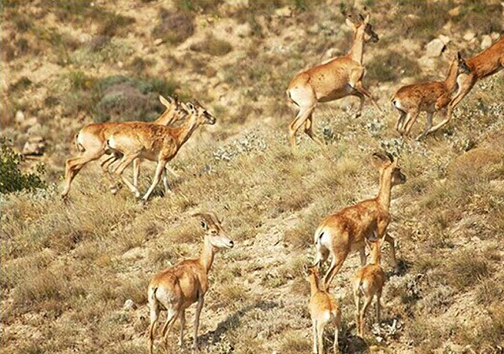 افزایش ۱۴ درصدی شمار زیستمندان در پارک بمو شیراز