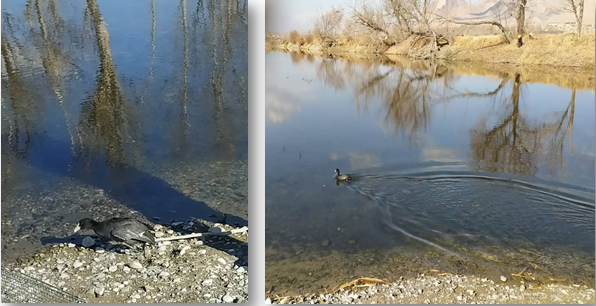 رهاسازی یک قطعه پرنده طاووسک در حاشیه زاینده رود