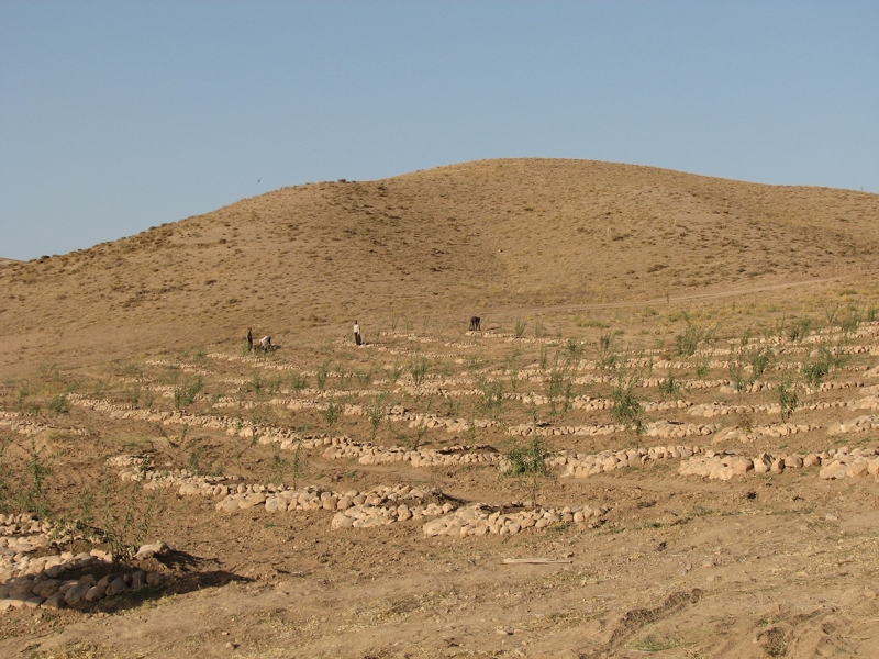 اجرای طرح توسعه باغ‌ها در ۲۵۳ هکتار از اراضی شیبدار قزوین