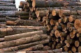 کشف ۲۲۰ تن چوب قاچاق در زنجان