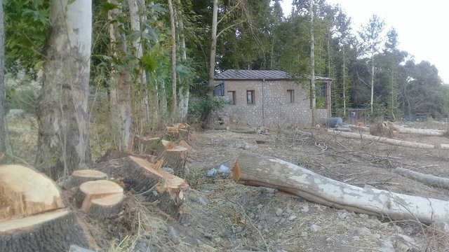 هشدار درباره  قطع وحمل درختان جنگلی