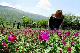 توسعه گیاهان داروئی در اراضی شیبدار استان قزوین
