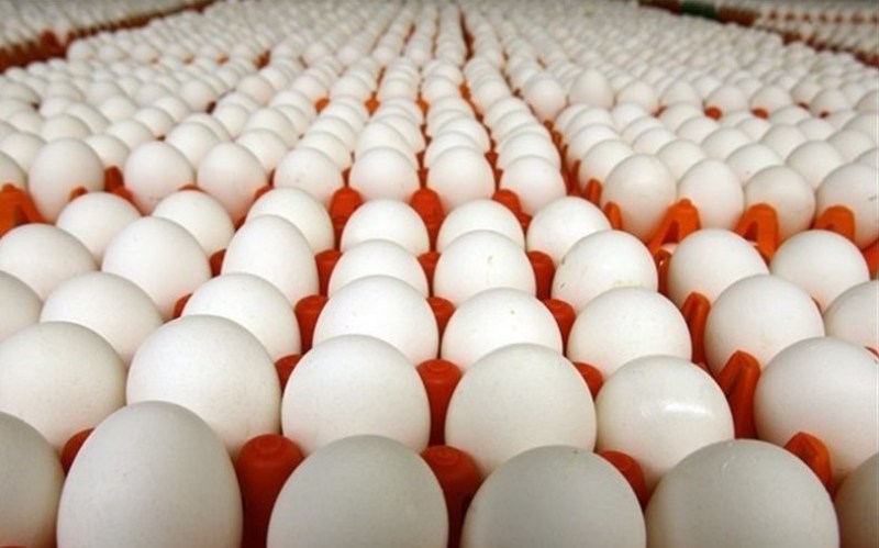 تولید ۶۰ هزار تن تخم مرغ در استان قزوین