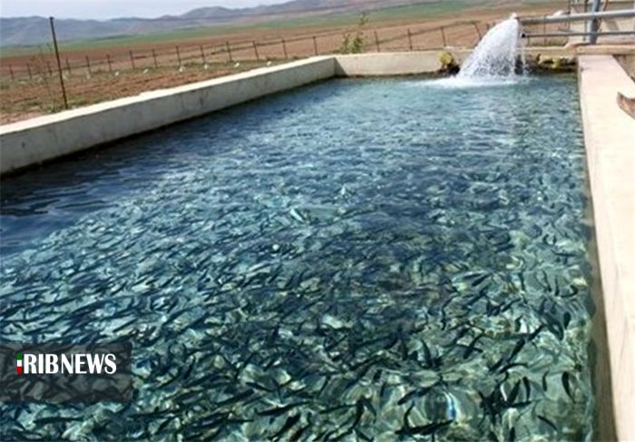 فعالیت 242 مزرعه ماهی در کردستان