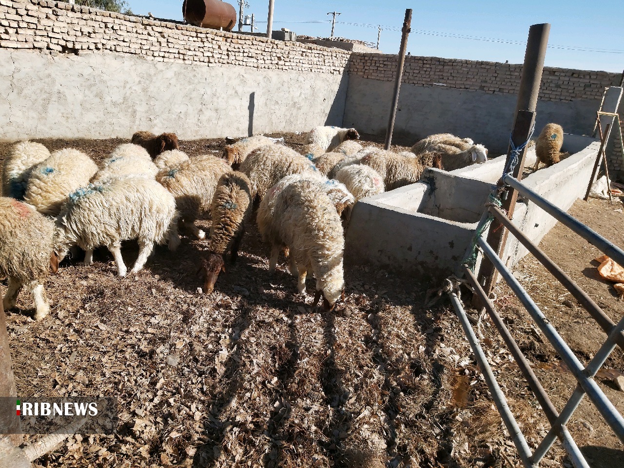 ناکامی قاچاقچیان 112 گوسفند در انار