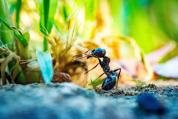 روش های کنترل مورچه‌های ریز