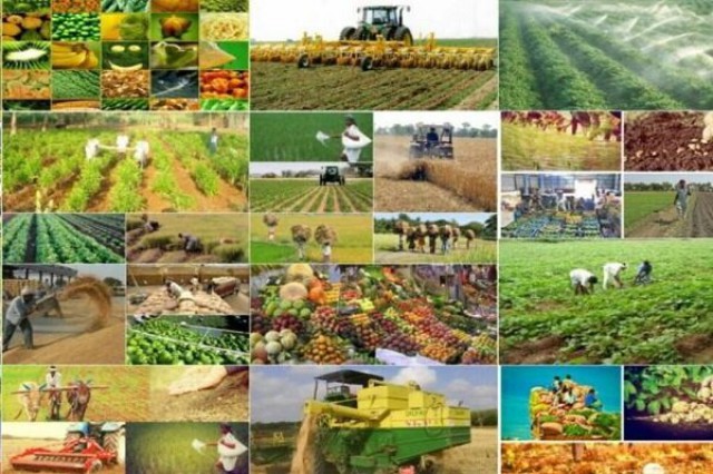 رونمایی از ۴۹ رقم جدید محصولات کشاورزی و باغی