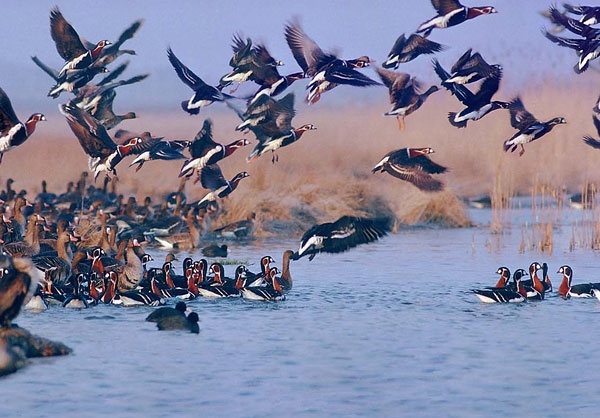 پایش و رصد سلامت پرندگان مهاجر در تالاب‌های بویراحمد
