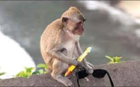 میمون‌ها متوجه ارزش اشیاء می‌شوند!