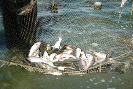دستگیری متخلفان صید غیرمجاز ماهی در سیروان