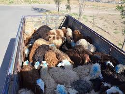 کشف ۸۶ راس گوسفند بدون مجوز در ملایر