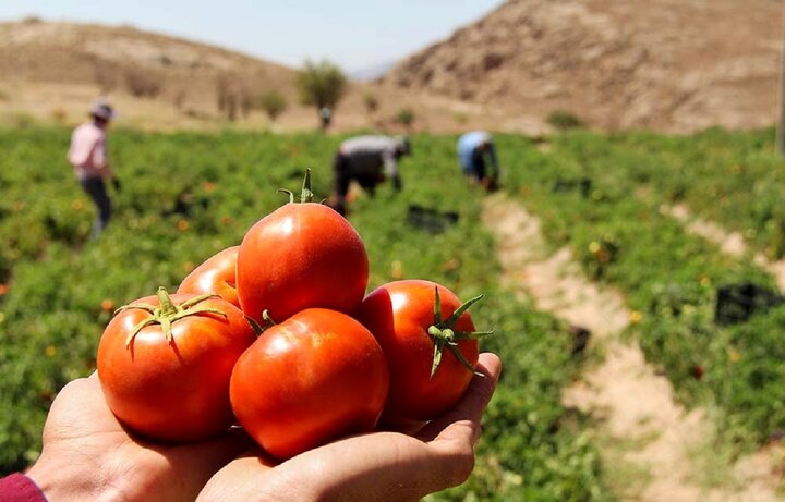 ورود ۳۰۰ هزار تن گوجه فرنگی تولید استان بوشهر به بازار‌های داخلی و خارجی