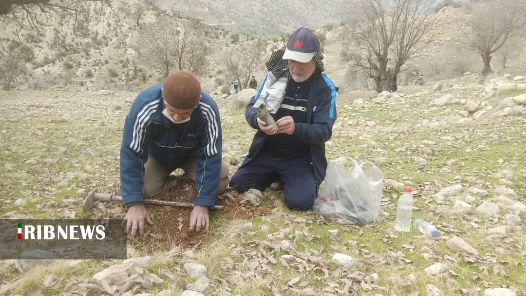 کاشت ده هزار اصله نهال در منطقه قرق روستایی عزیزی