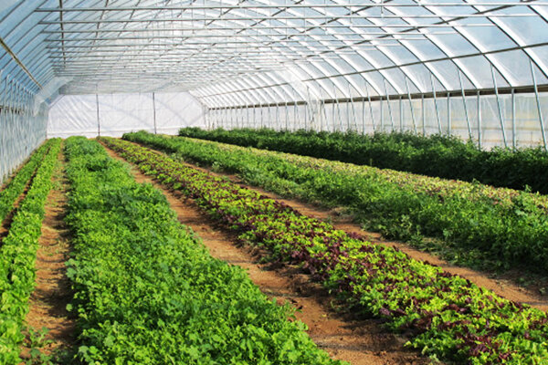 بهره برداری از ۲۷ گلخانه محصولات کشاورزی استان همدان