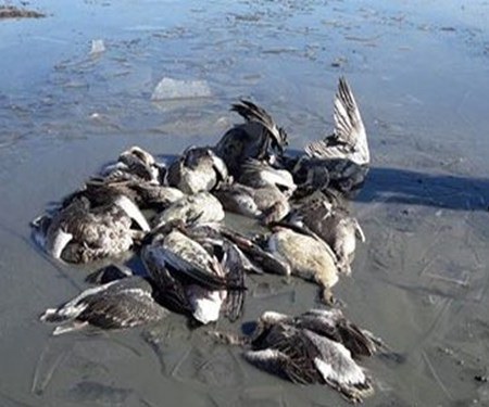 جمع آوری لاشه ۱۱۷ پرنده مهاجر آبزی در میانکاله