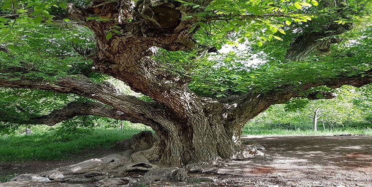 شناسایی ۵۵ اصله درخت کهنسال در اردبیل