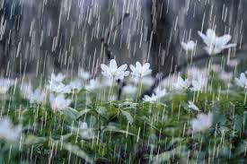 بارش باران ، تا فردا در خوزستان
