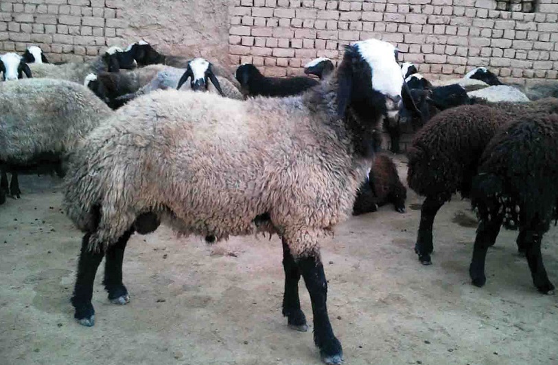 طرح سرمایه گذاری تولید دام سبک گوسفندی در مسیر پیشرفت
