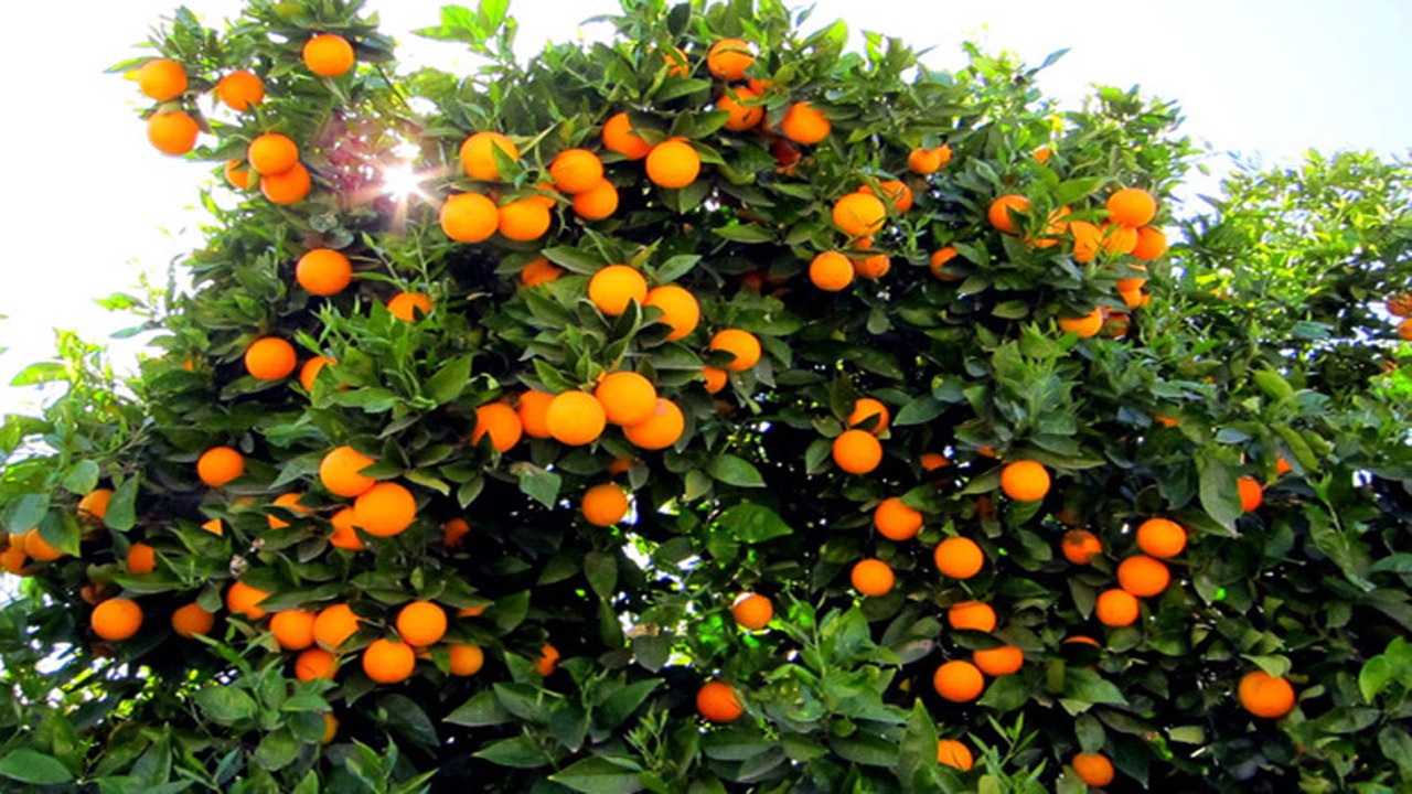 برداشت پرتقال در رودان