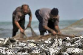 ممنوعیت صید ماهیان رودخانه‌ای درلالی