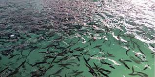 افزایش چهل درصدی تولید ماهیان سردابی در خوزستان