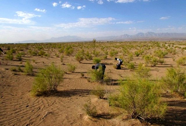 بهره‌برداری ازطرح های بیابان‌زدایی در شهرستان مه‌ولات