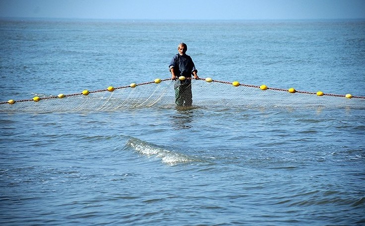 صید بیش از 900 تن ماهی از دریای خزر