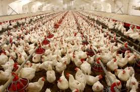 افزایش قیمت مرغ ناشی از نرخ نهاده هاست